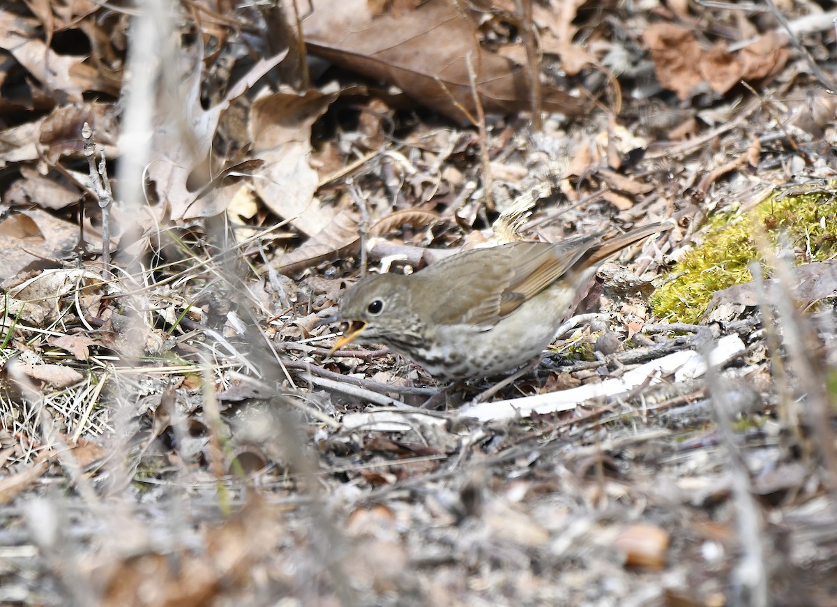Hermit Thrush - ML633085996