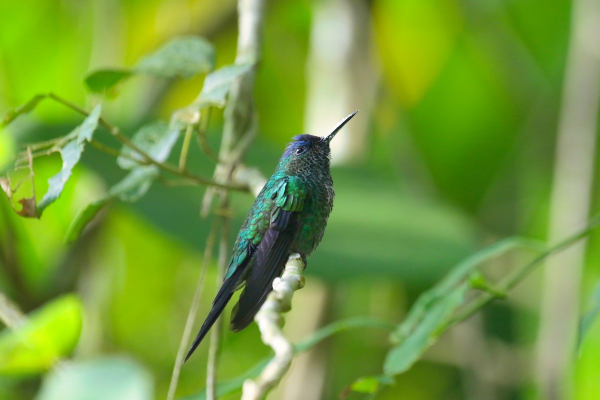 Violet-capped Woodnymph - ML633085998