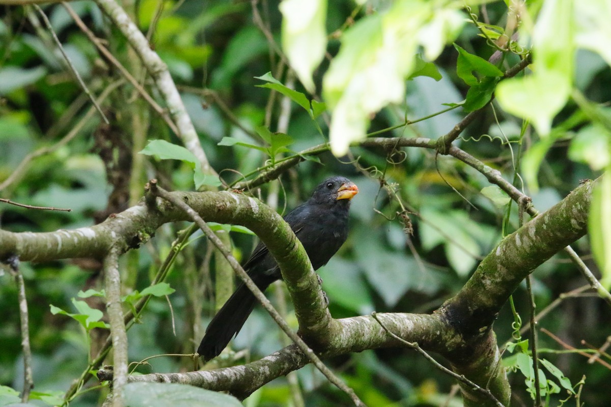 Black-throated Grosbeak - ML633086032
