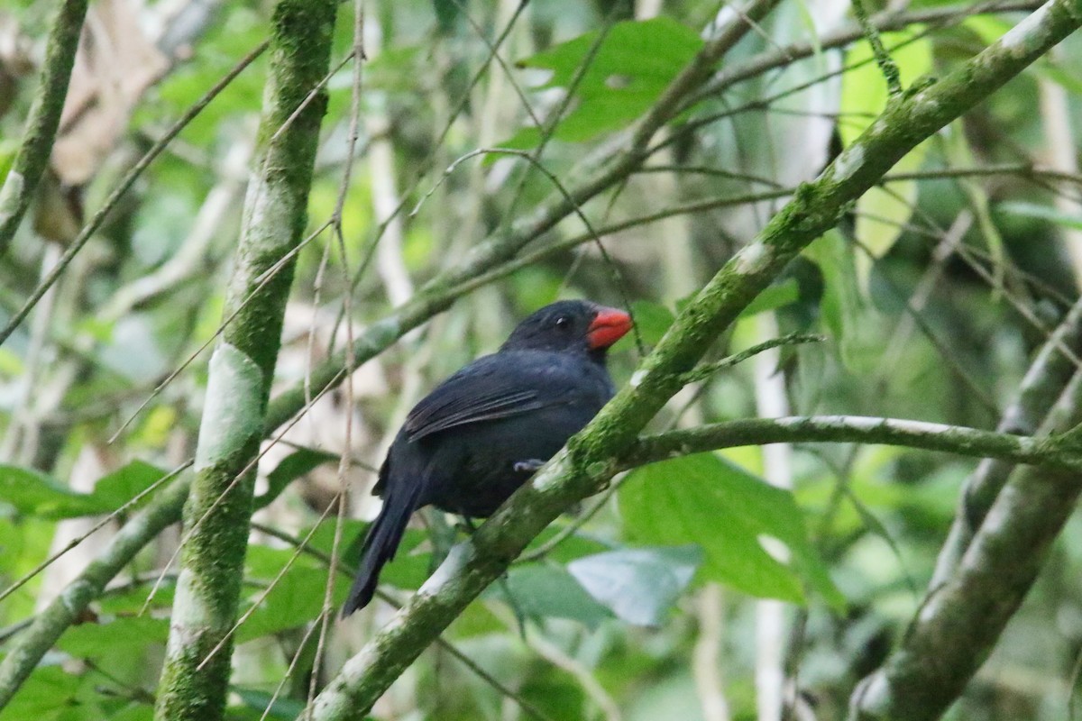 Black-throated Grosbeak - ML633086041