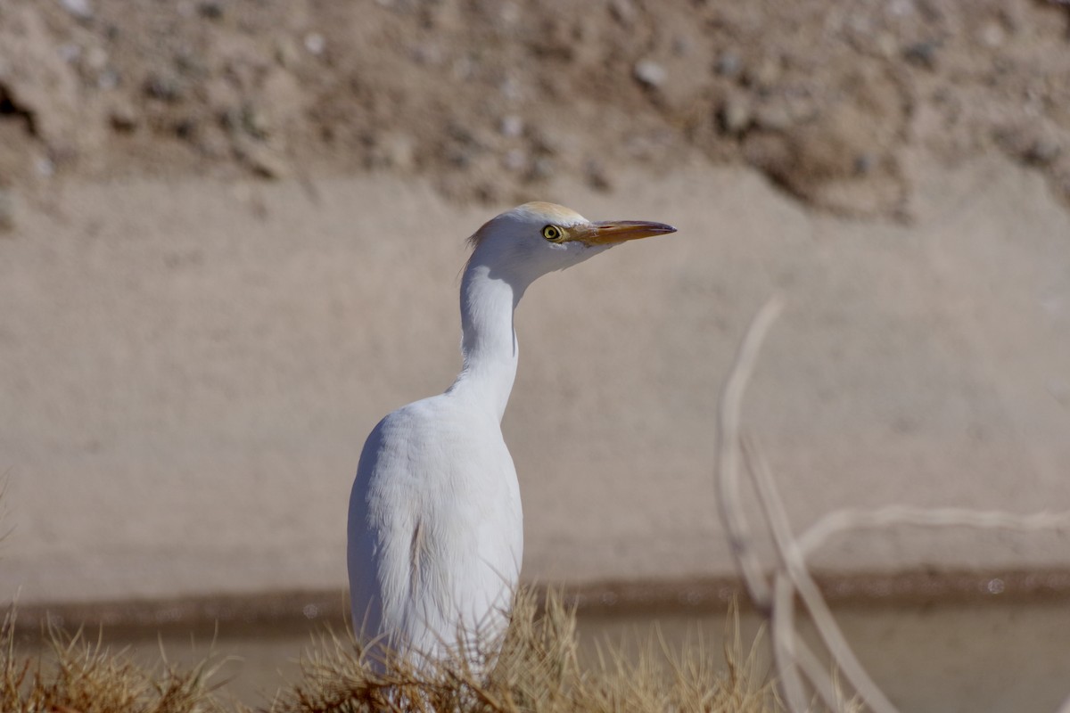Western Cattle-Egret - Alex Patia