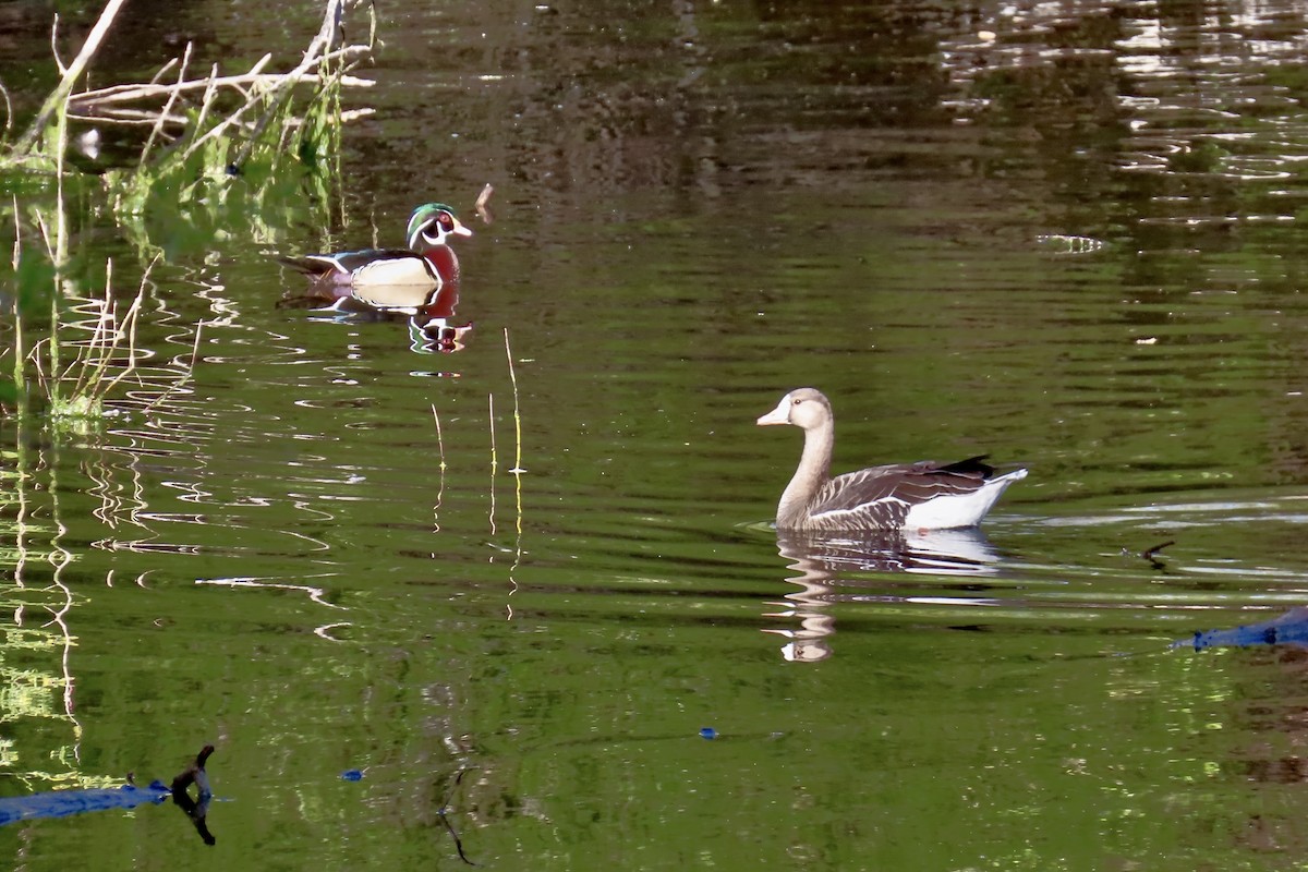 Greater White-fronted Goose - ML633086067