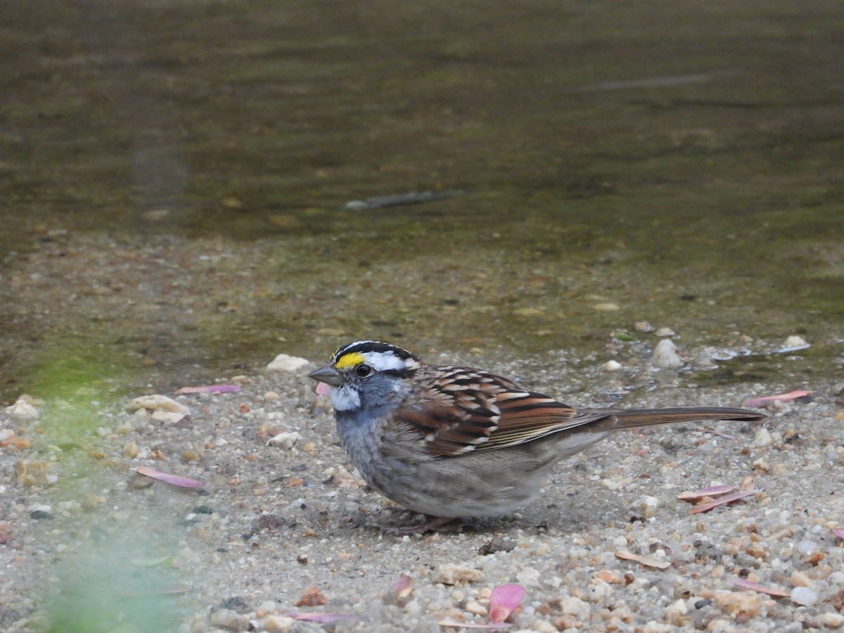 White-throated Sparrow - ML633086127