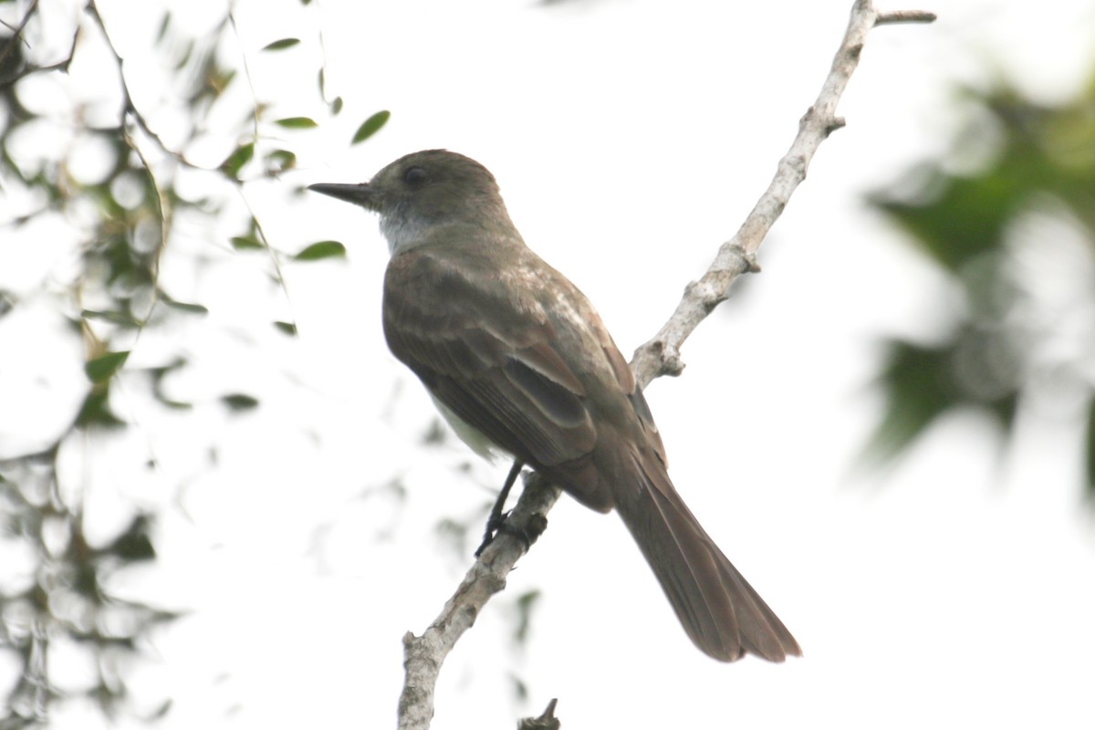 Swainson's Flycatcher - ML633086129