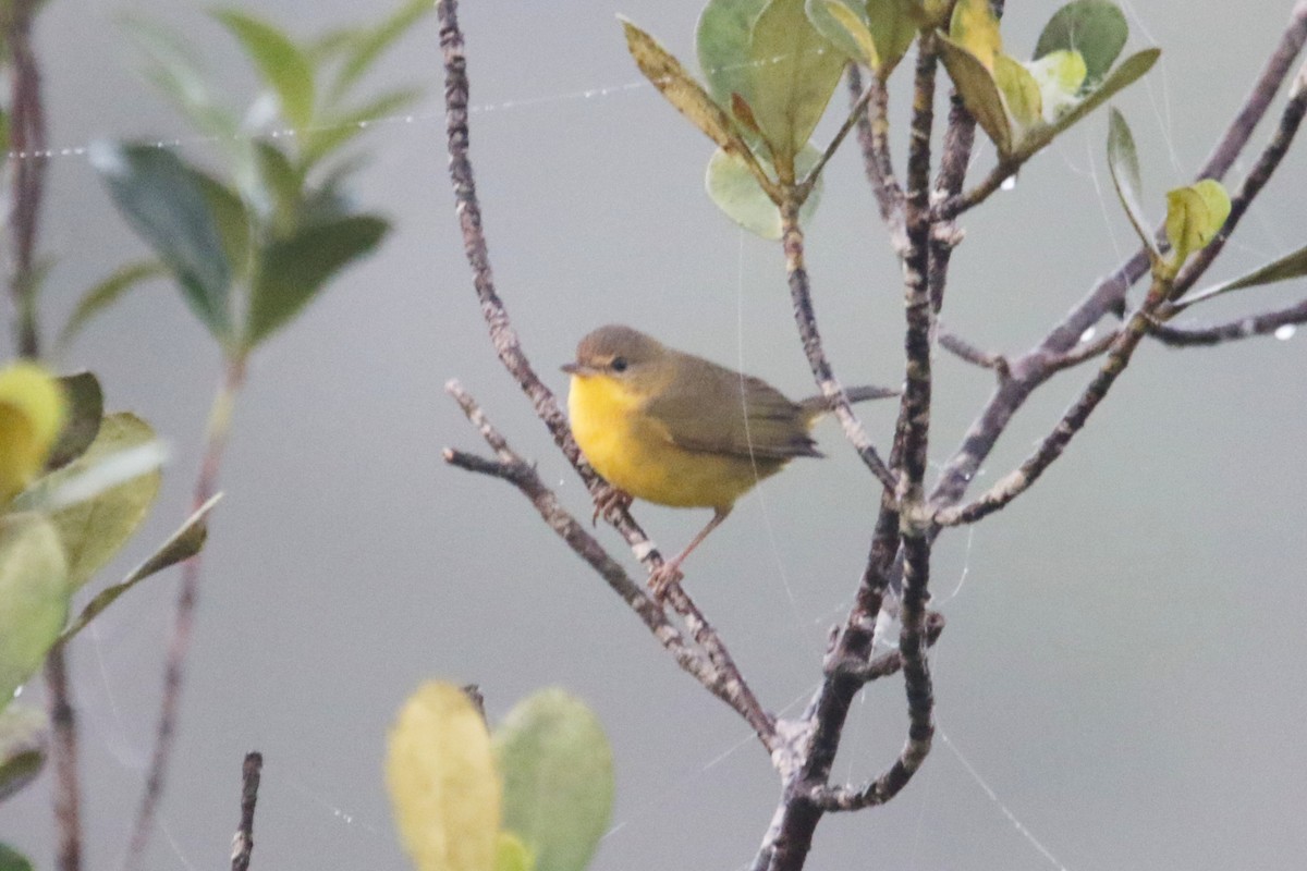 Southern Yellowthroat - ML633086184