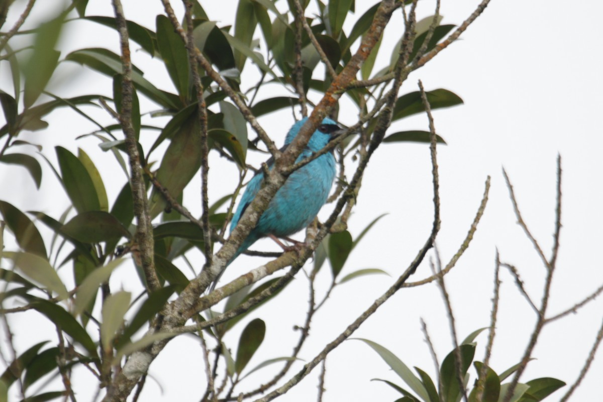 Blue Dacnis - ML633086204