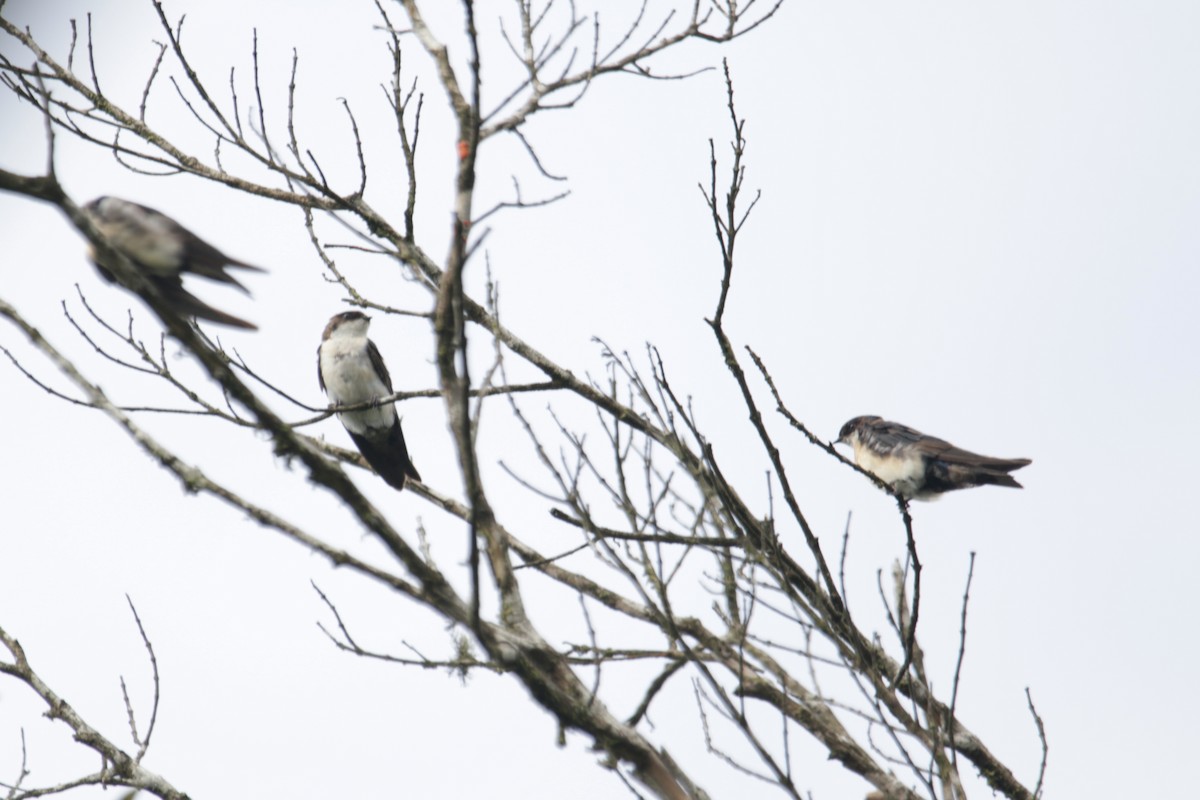 Blue-and-white Swallow - ML633086214