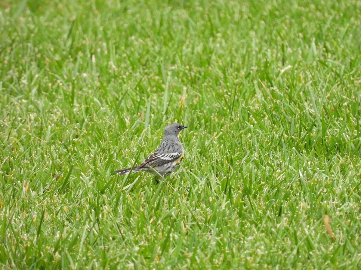 Yellow-rumped Warbler - ML633086217