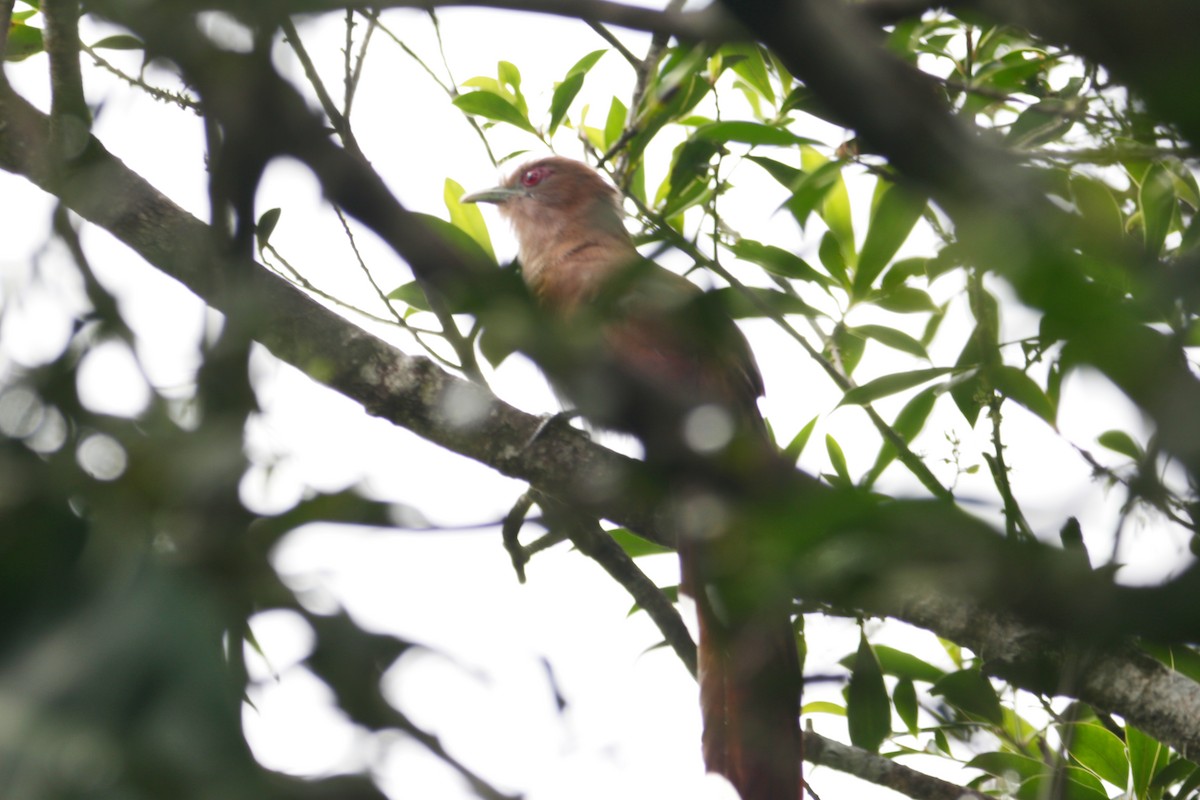 Common Squirrel-Cuckoo - ML633086232
