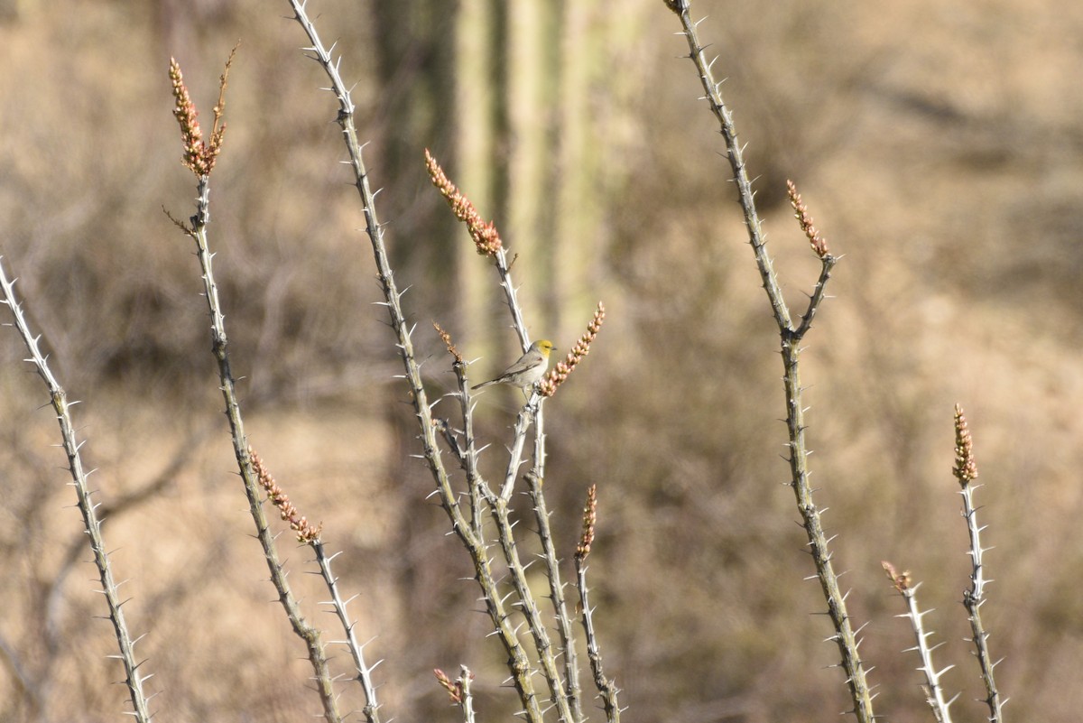 Verdin - ML633086235