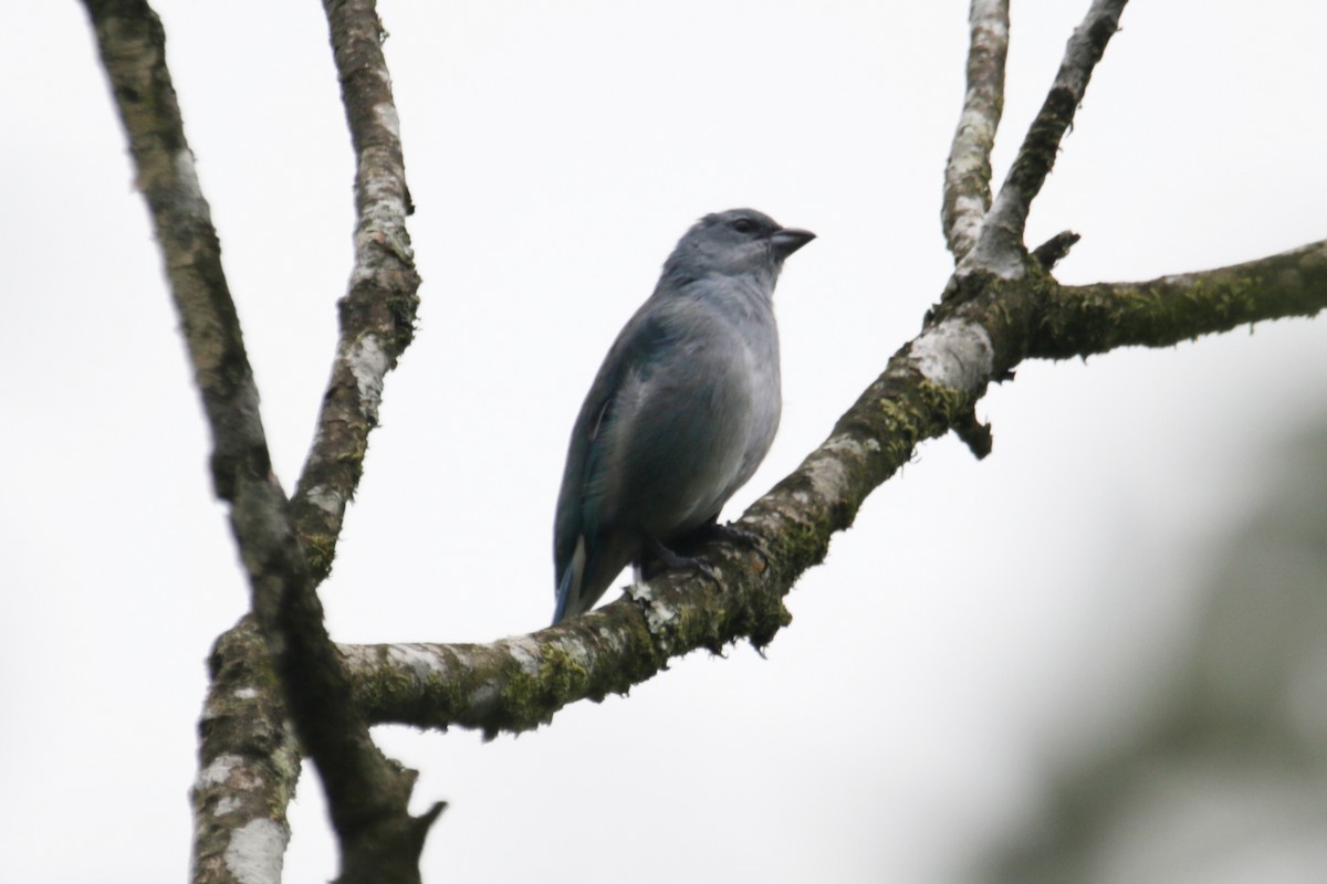 Azure-shouldered Tanager - ML633086246