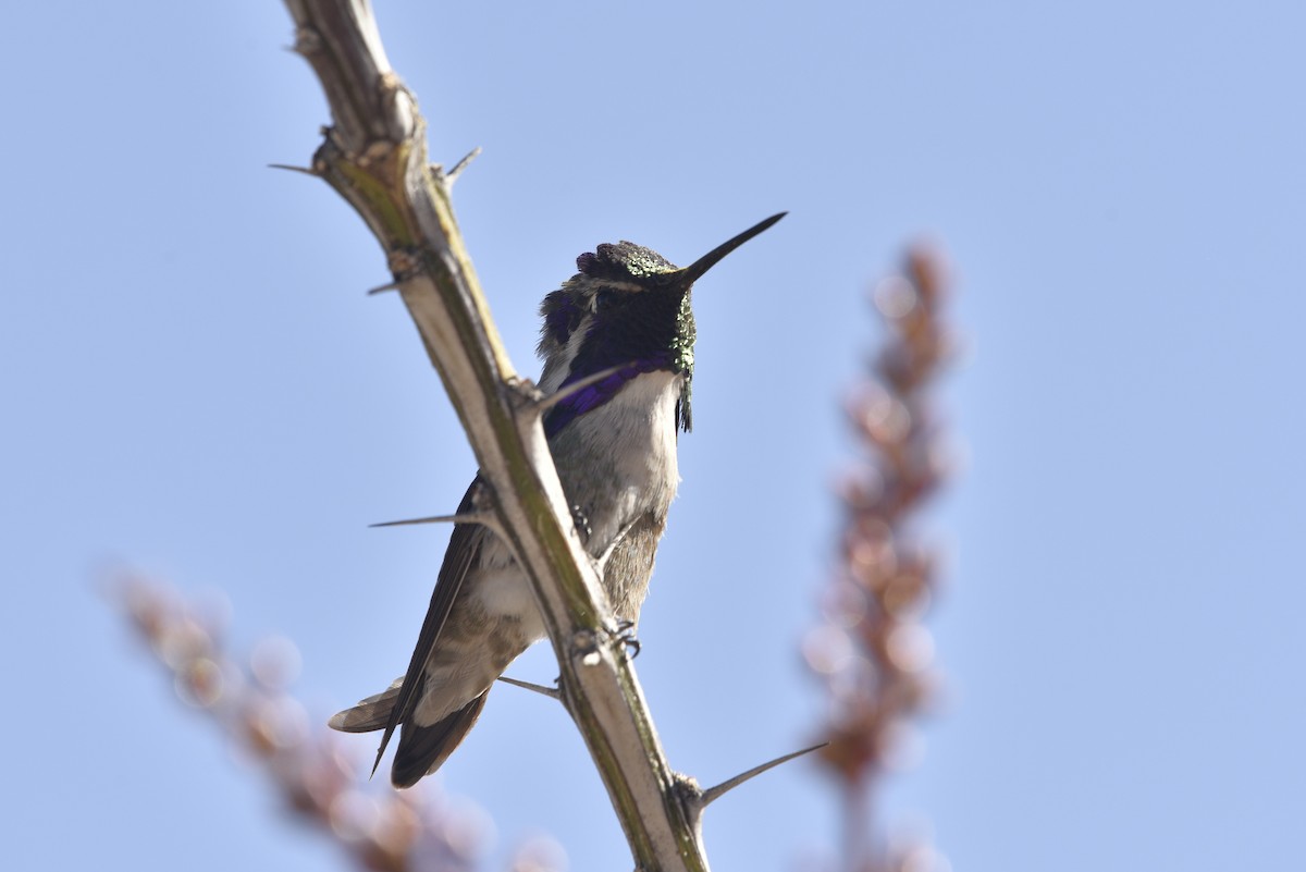 Costa's Hummingbird - ML633086295