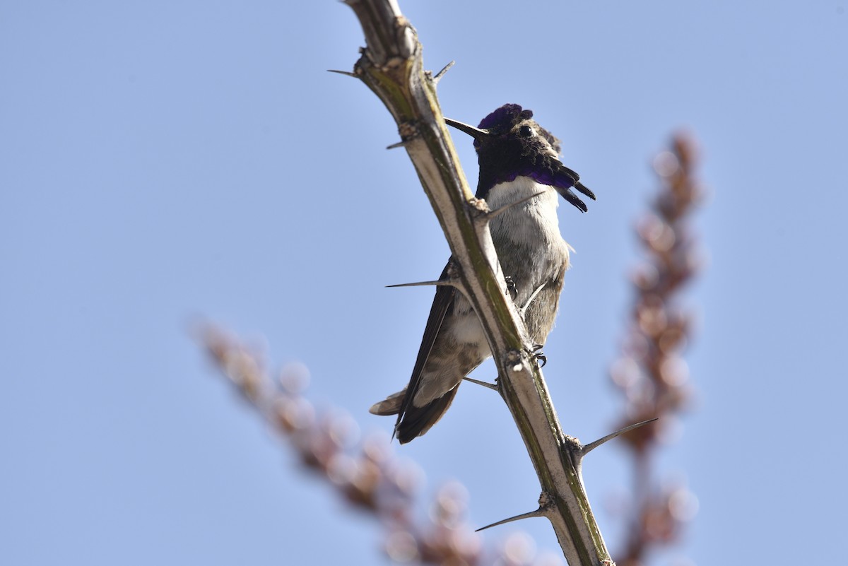 Costa's Hummingbird - ML633086313