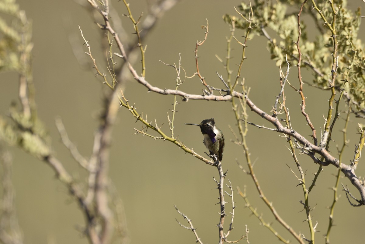 Costa's Hummingbird - ML633086343