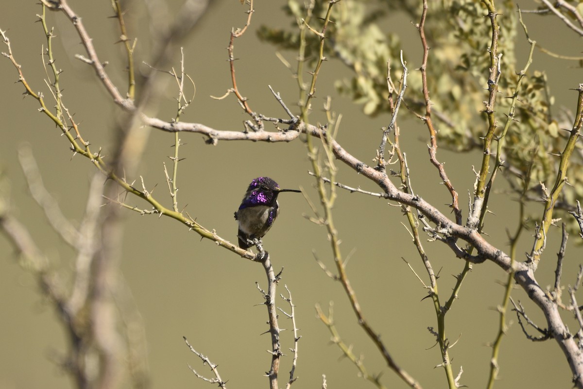 Costa's Hummingbird - ML633086377