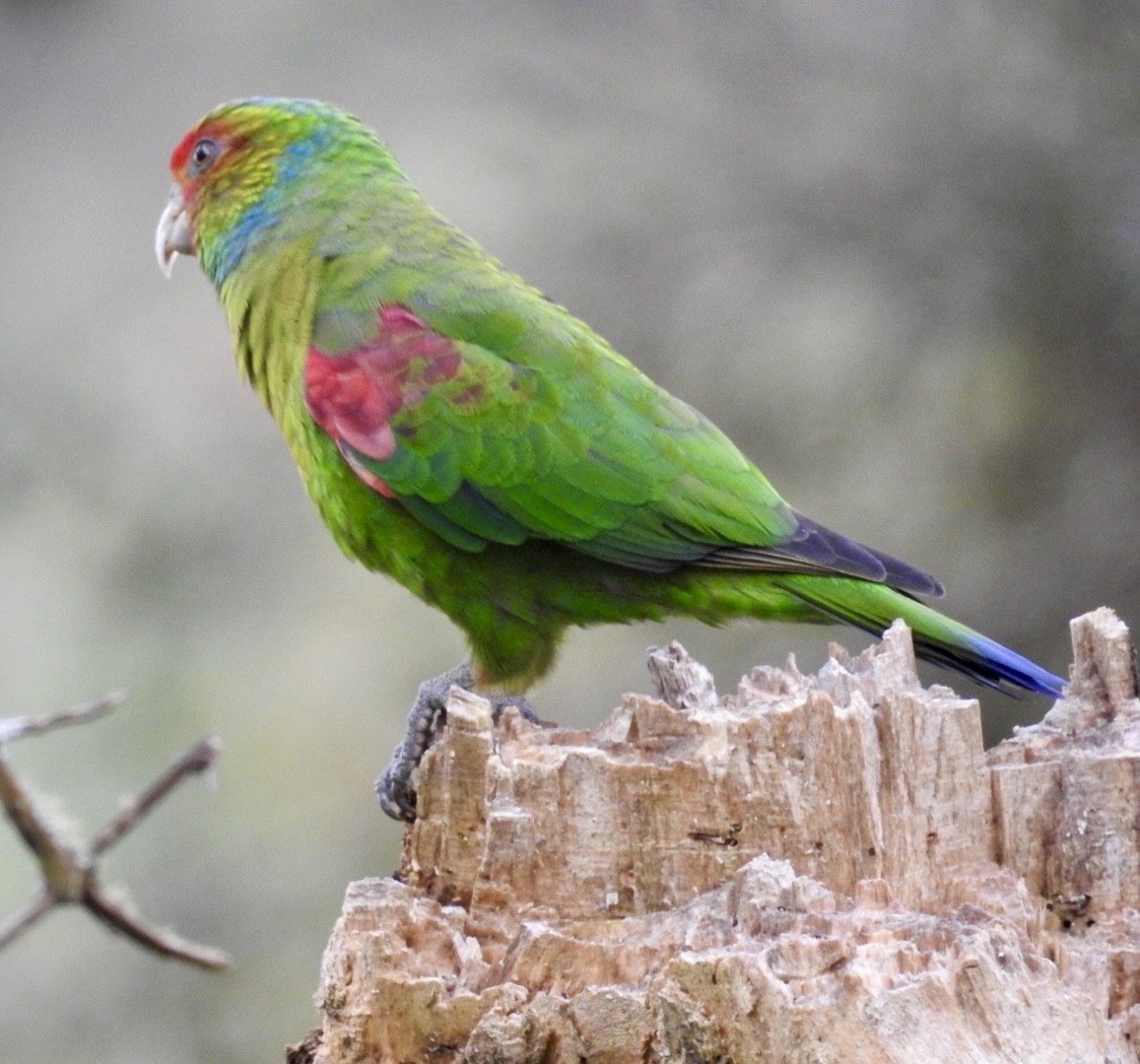 Red-faced Parrot - ML633086411
