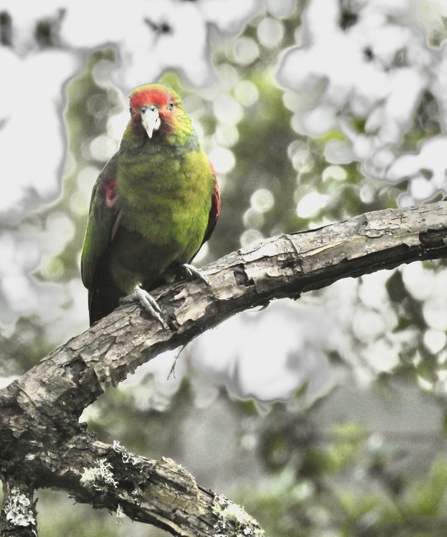 Red-faced Parrot - ML633086412