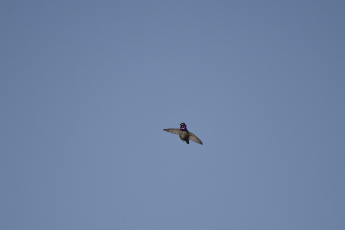 Costa's Hummingbird - ML633086424