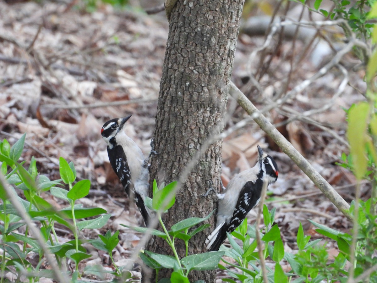 Downy Woodpecker - ML633086425