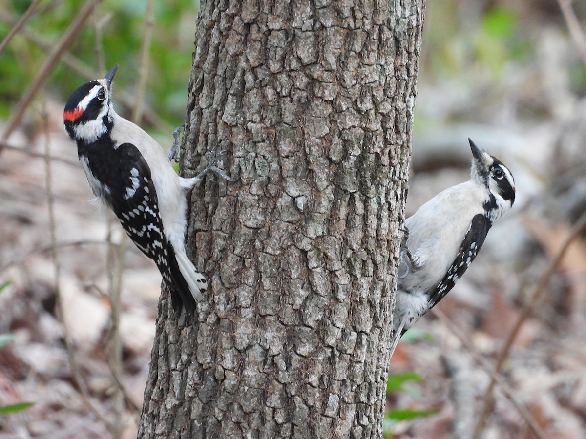 Downy Woodpecker - ML633086431