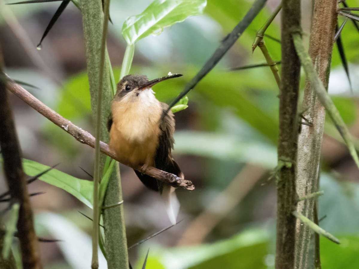 Koepcke's Hermit - ML633086472