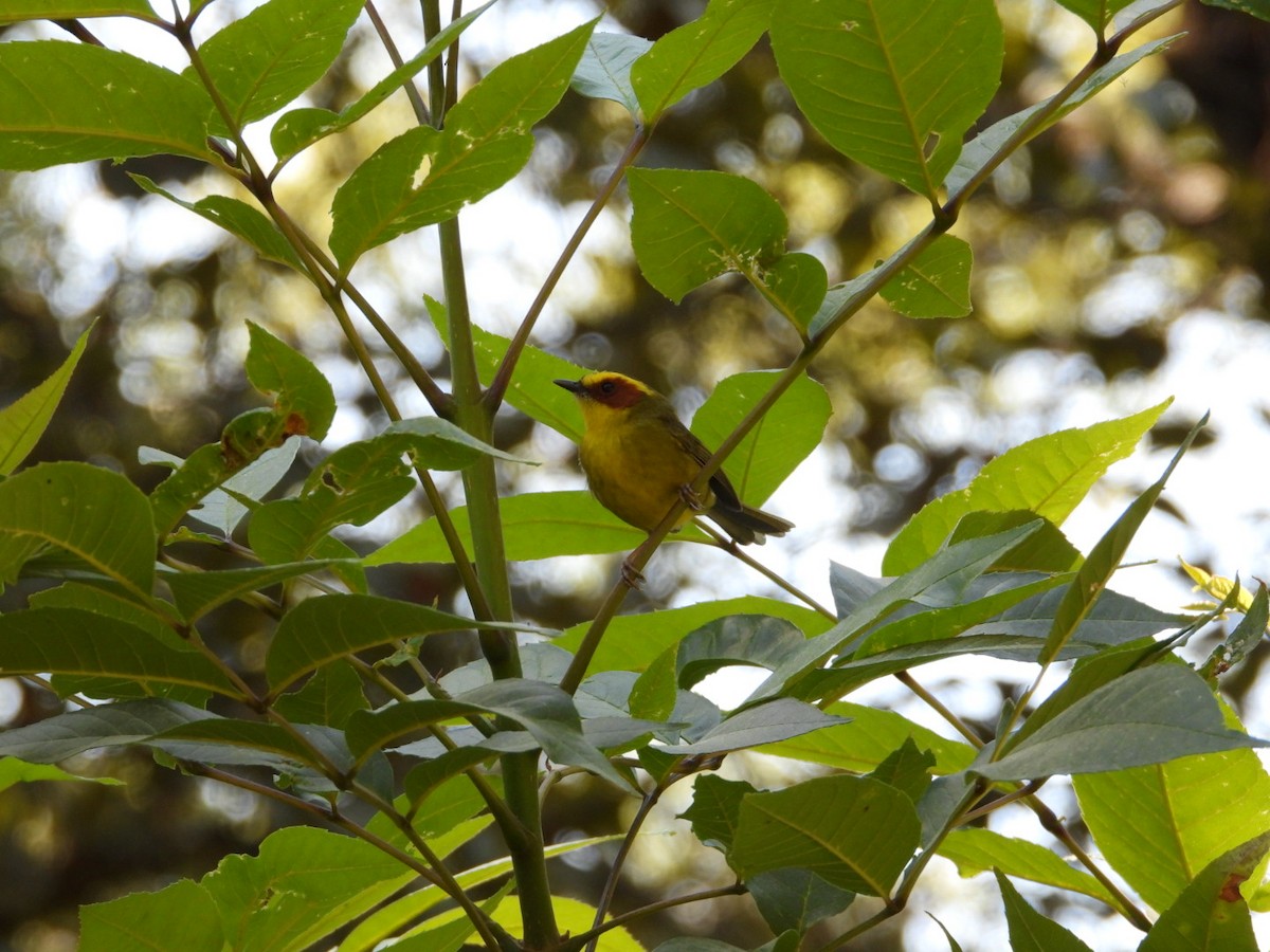 Golden-browed Warbler - ML633086518