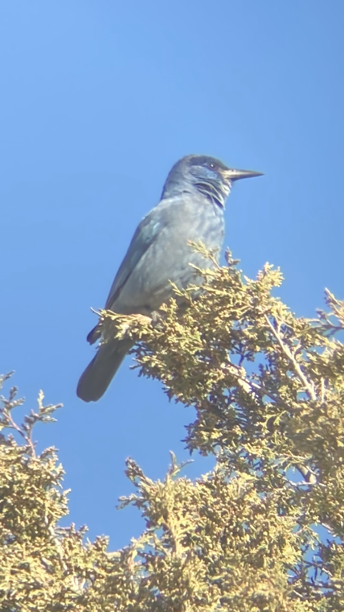 Pinyon Jay - ML633086679