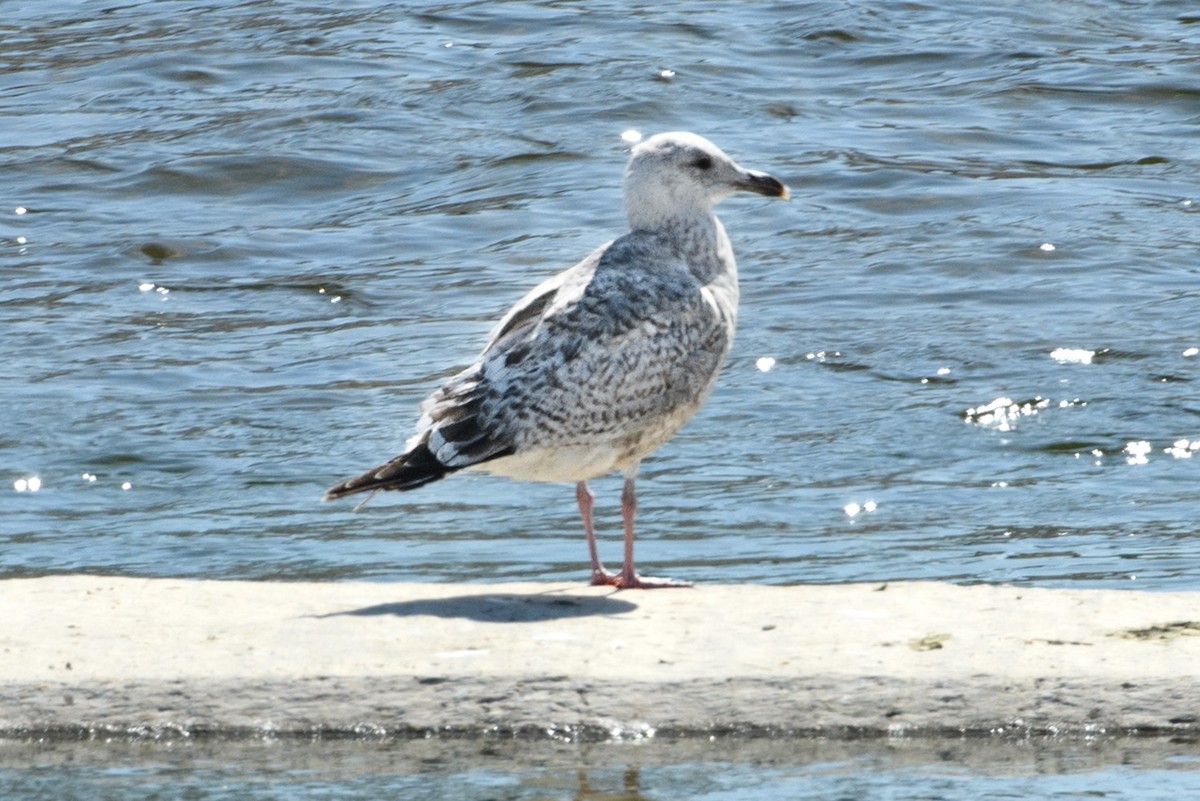 Vega Gull - ML633086696