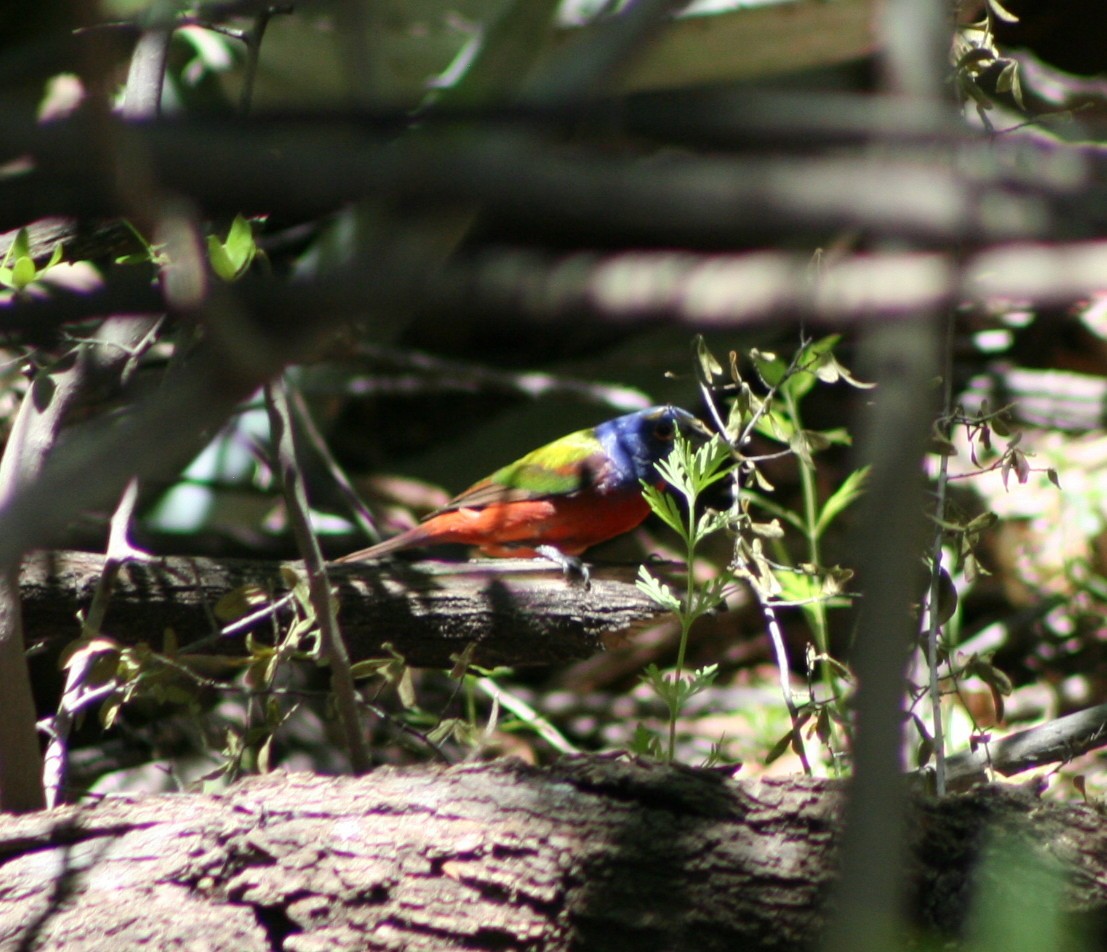 Painted Bunting - ML63308671