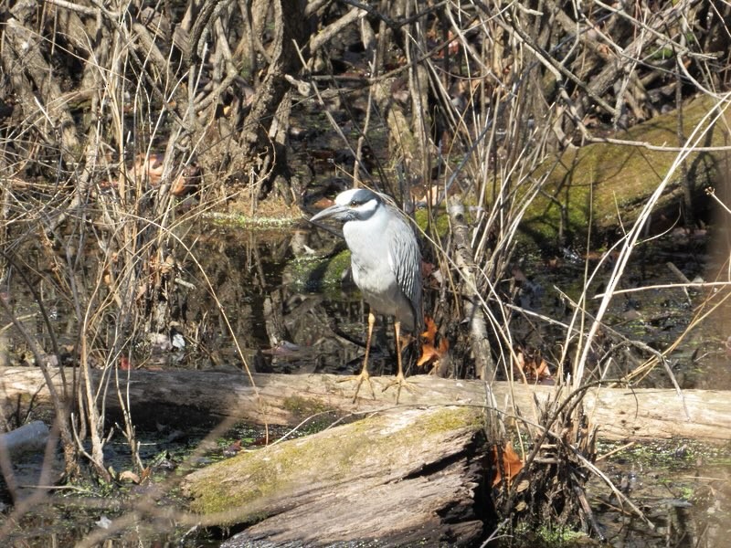 シラガゴイ - ML633086894