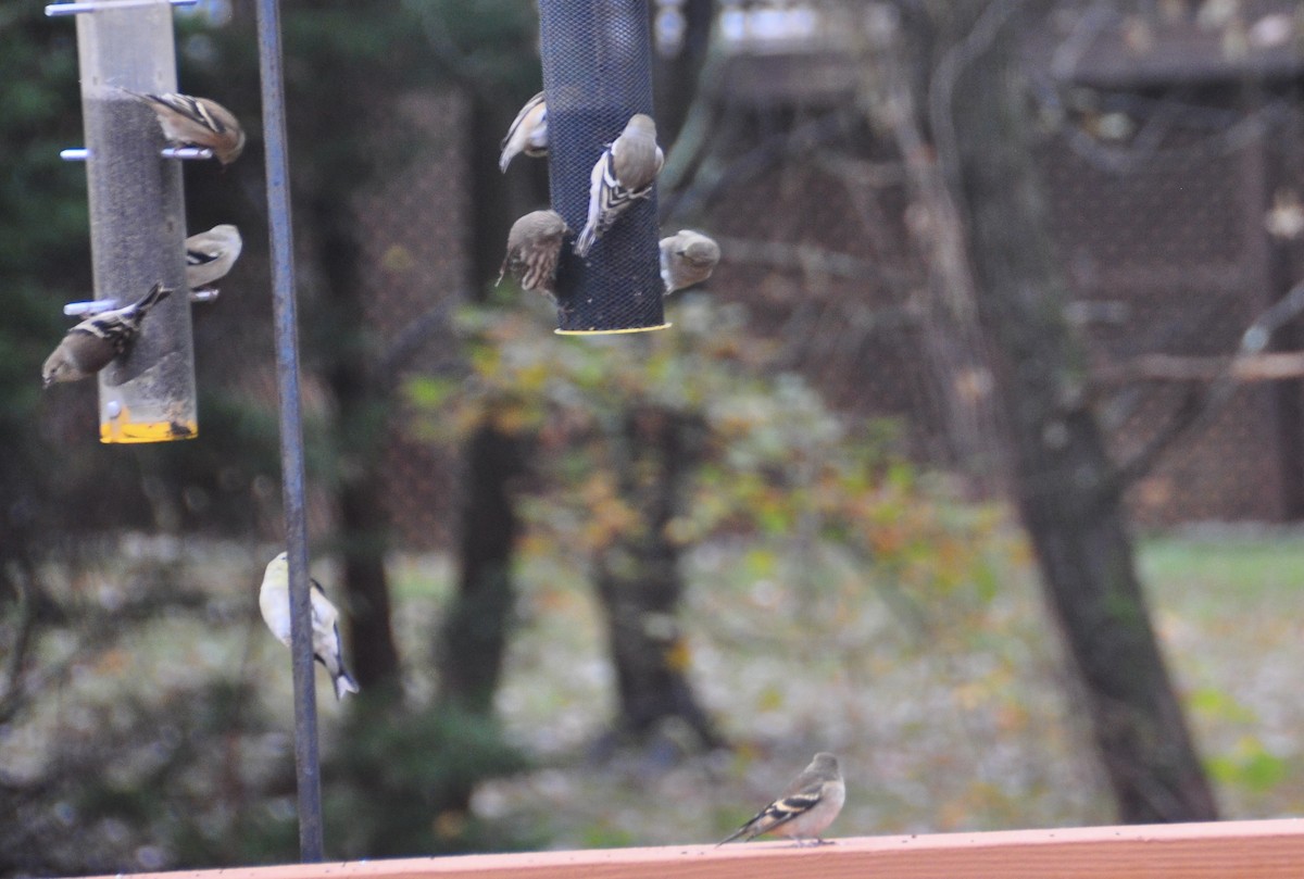 American Goldfinch - ML633086896