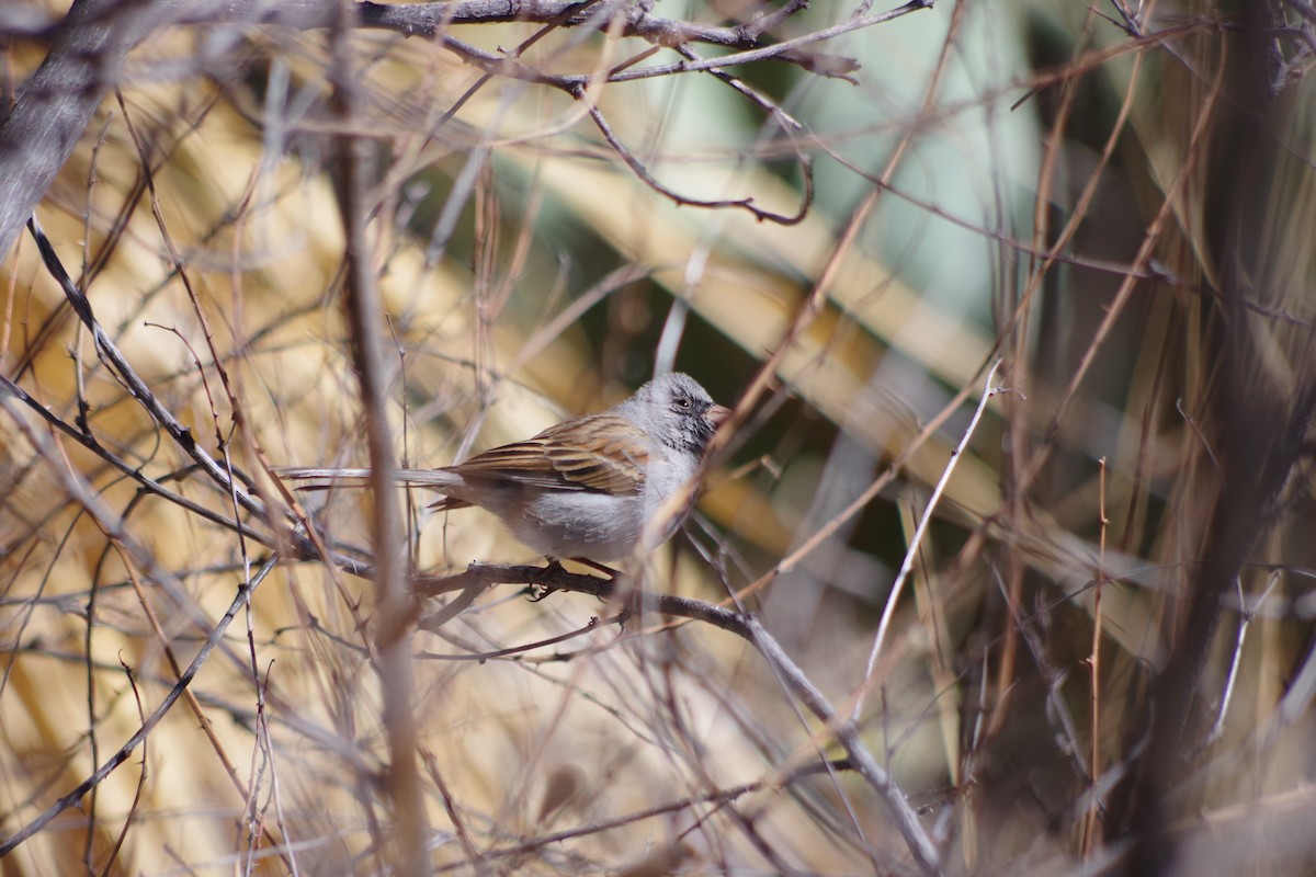 Black-chinned Sparrow - ML633086905