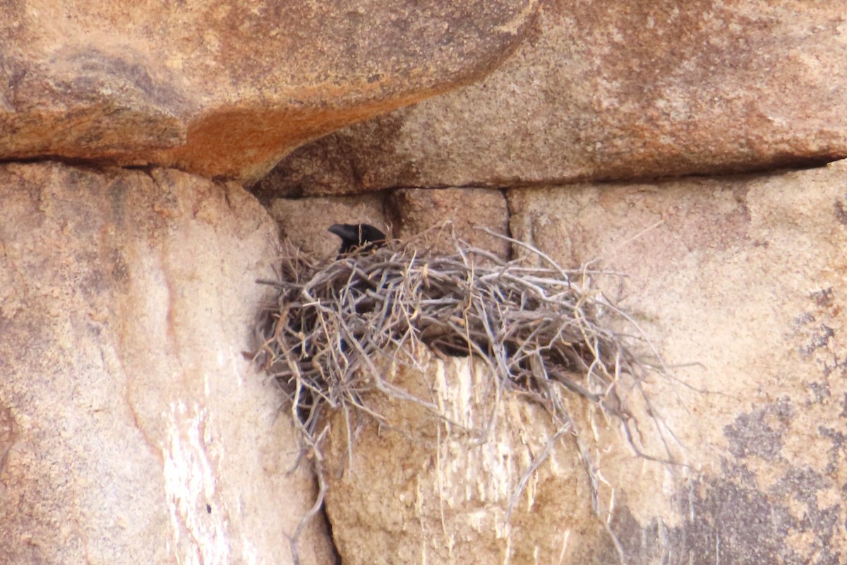 ワタリガラス - ML633086974