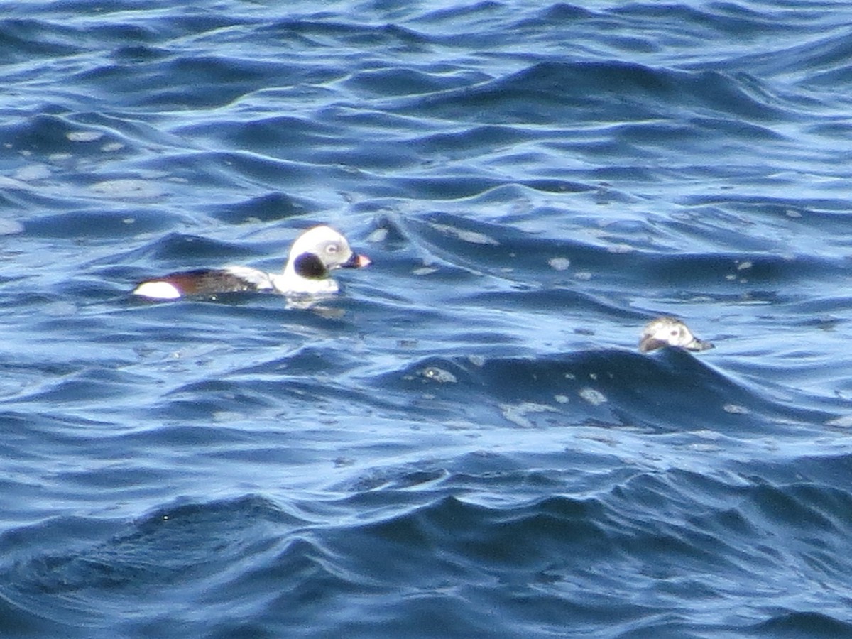 Long-tailed Duck - ML633087022