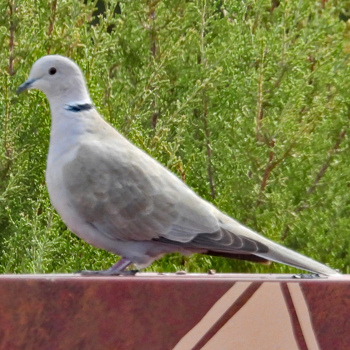 シラコバト - ML633087059