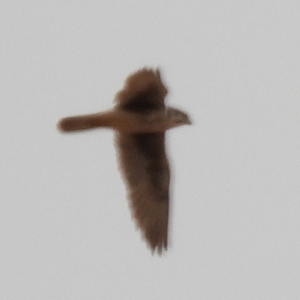 ソウゲンハヤブサ - ML633087086