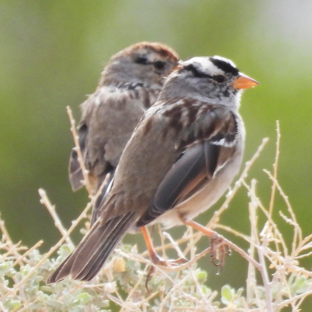 ミヤマシトド - ML633087104