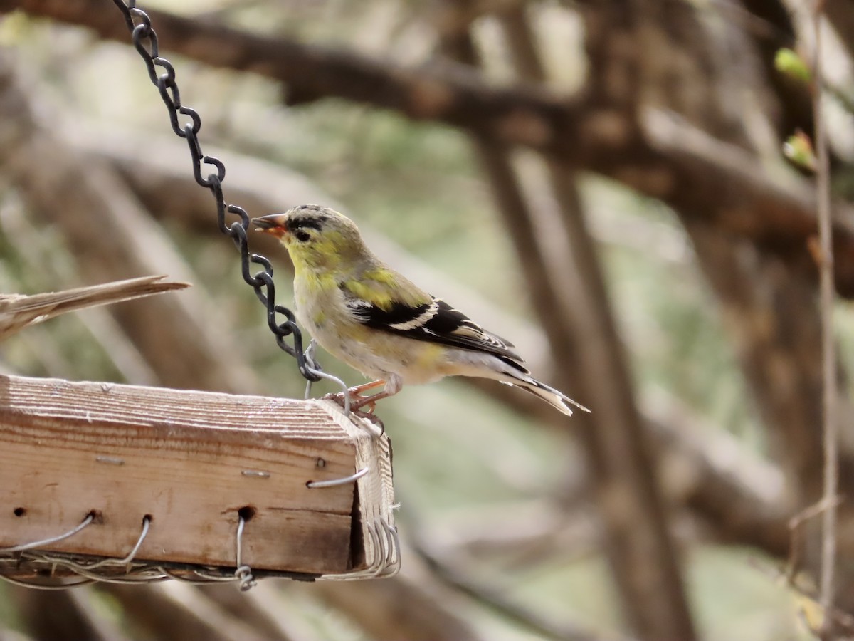 gulstillits - ML633087285