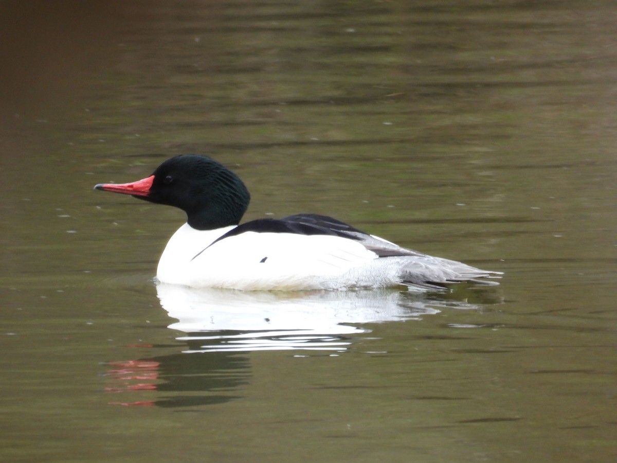 Büyük Tarakdiş - ML633087374