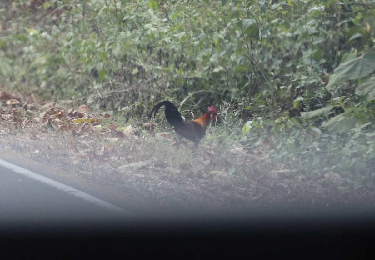 Red Junglefowl - ML633087518