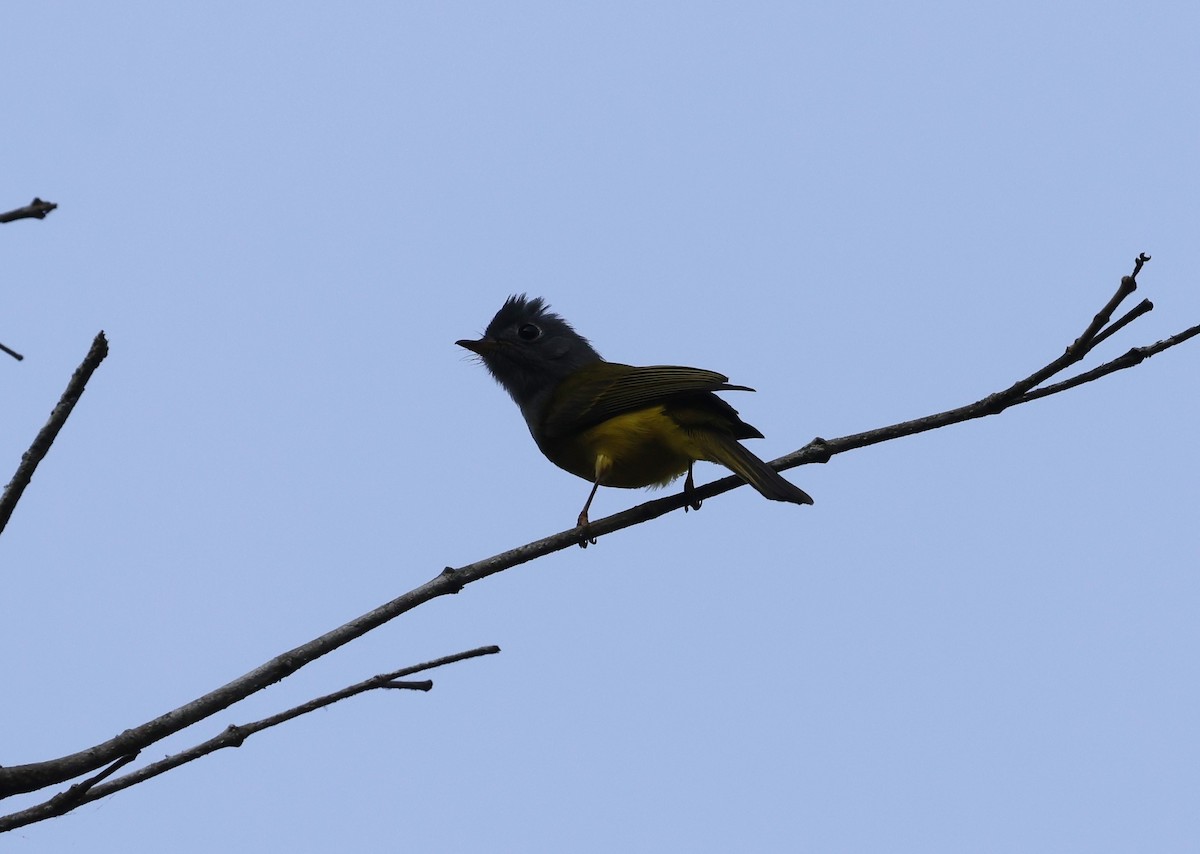Gray-headed Canary-Flycatcher - ML633087530