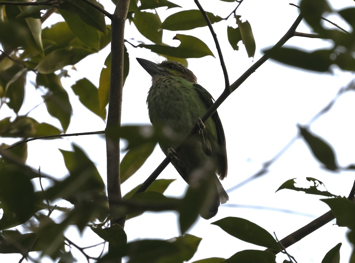 Green-eared Barbet - ML633087544