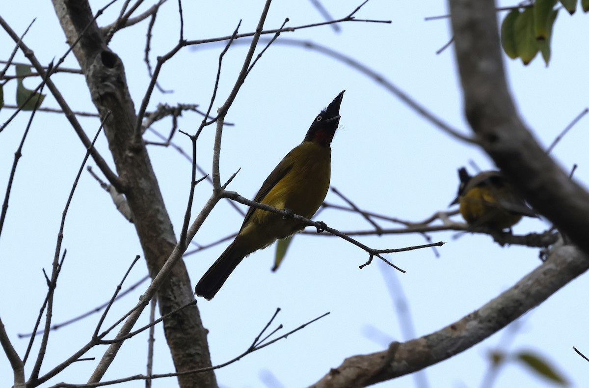 Black-crested Bulbul - ML633087561