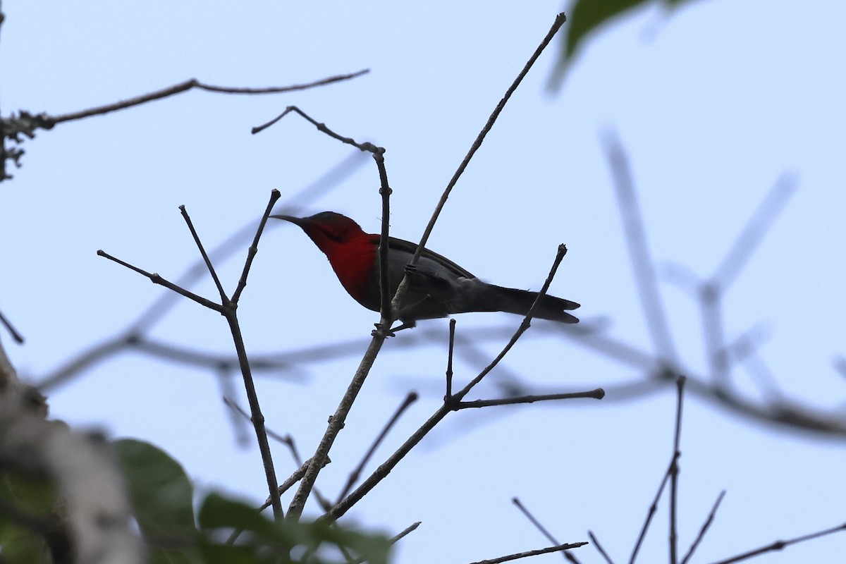 Crimson Sunbird - ML633087572