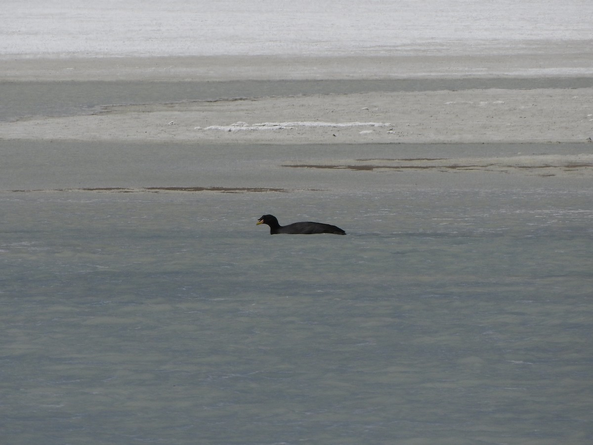 Horned Coot - ML633087579