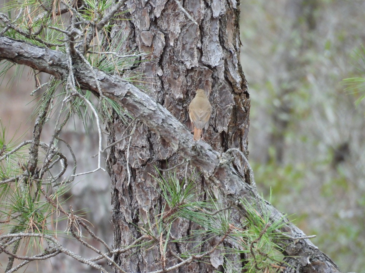 Grive solitaire - ML633087607