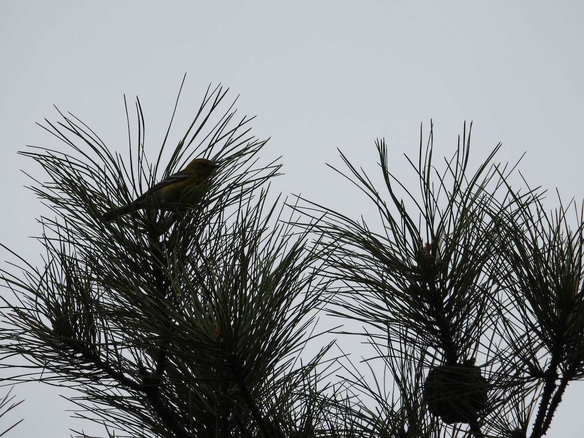 Paruline des pins - ML633087611