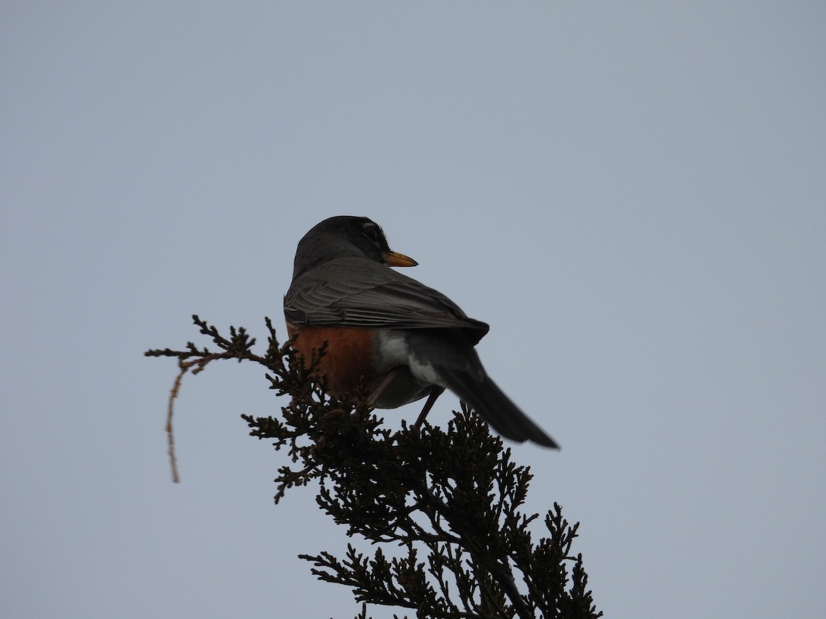 Merle d'Amérique (groupe migratorius) - ML633087620