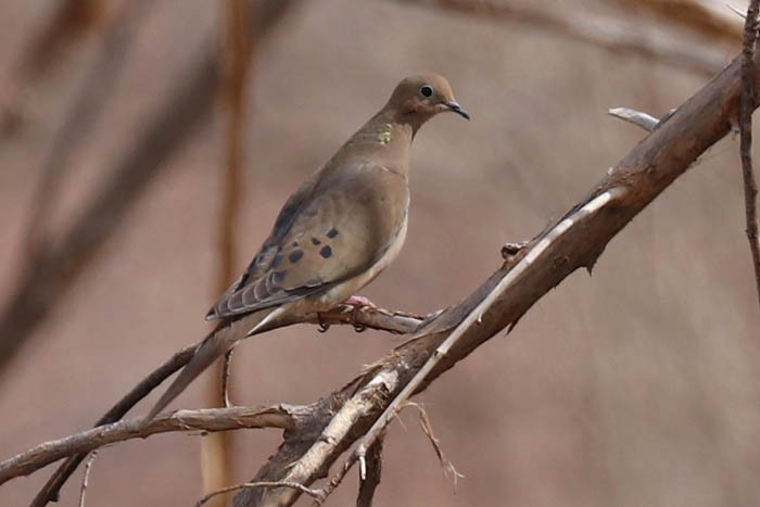Mourning Dove - ML633087756