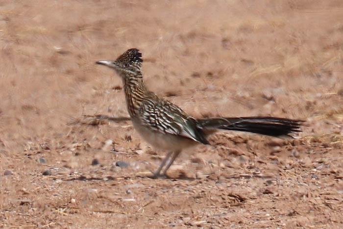 Greater Roadrunner - ML633087758